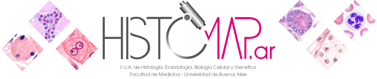 Logo Histomap